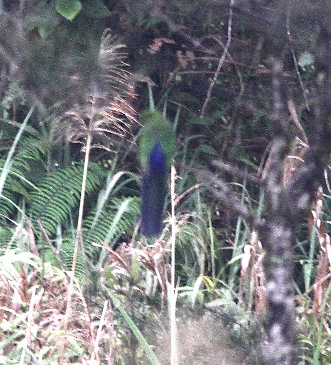 Papuan King-Parrot - ML282796531