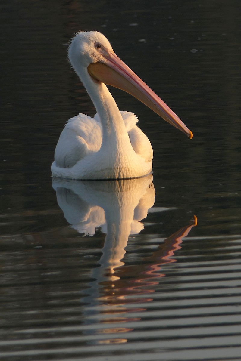 American White Pelican - Robert Hamilton