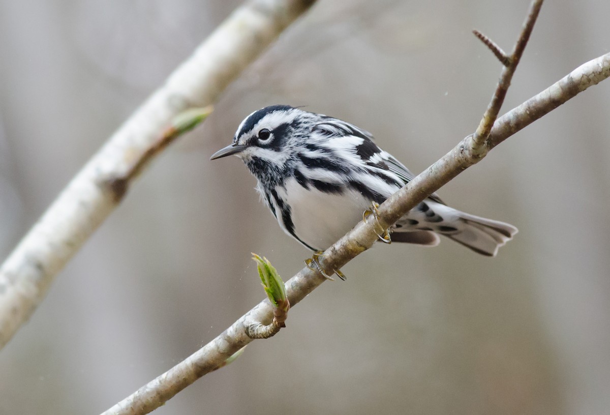 Black-and-white Warbler - ML28280031