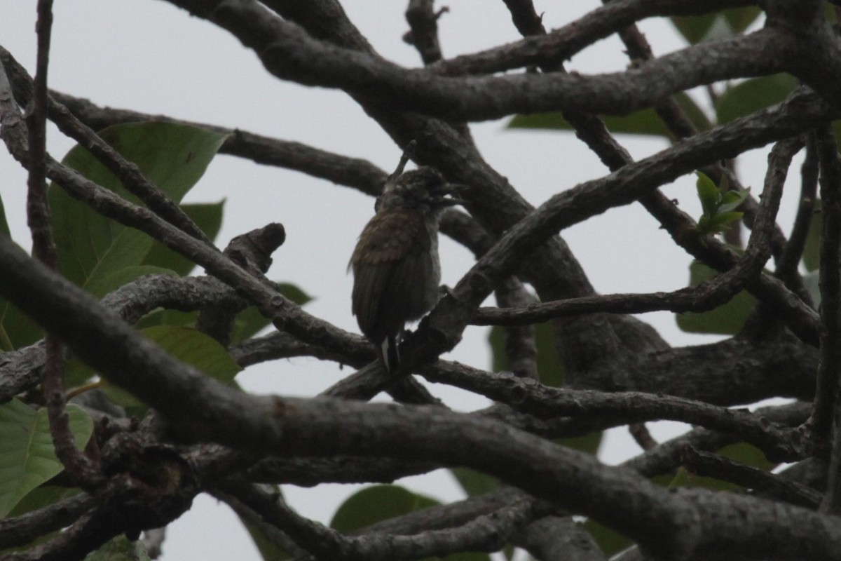 Scaled Piculet - ML282800901