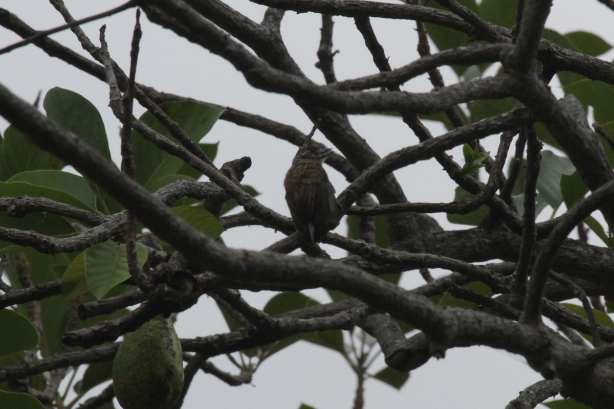 Scaled Piculet - ML282800921