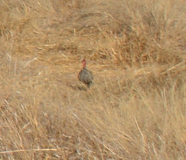 Red-necked Spurfowl - ML282801141