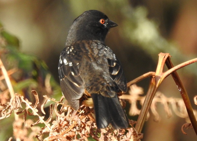 Spotted Towhee - ML282801431