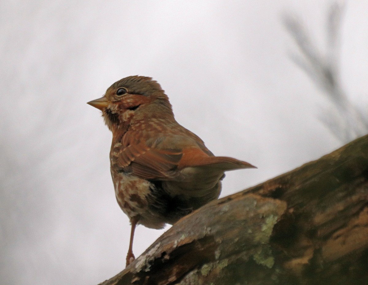 Fox Sparrow (Red) - ML282806341
