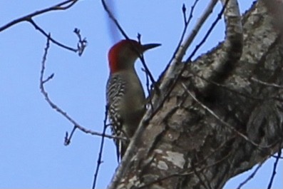 Red-bellied Woodpecker - Susan Wood
