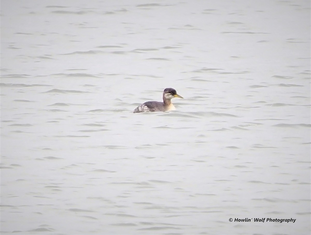 Red-necked Grebe - ML282810521