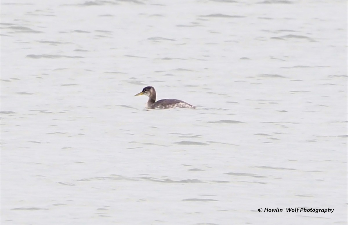 Red-necked Grebe - ML282810561