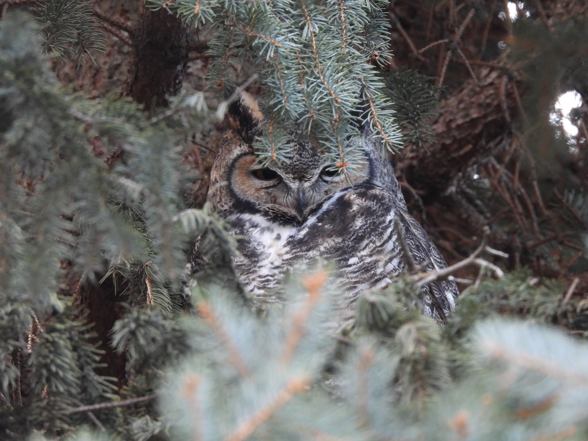 Great Horned Owl - ML282813801