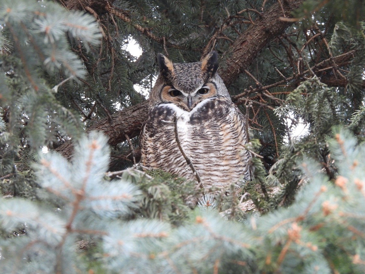 Great Horned Owl - ML282813811