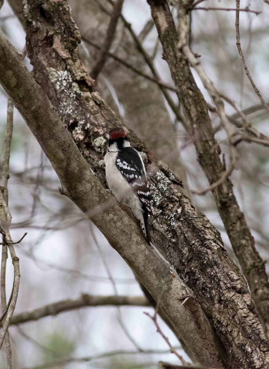 Downy Woodpecker - ML282815241