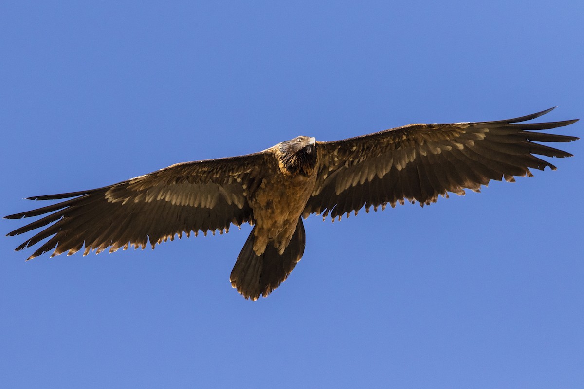 Bearded Vulture - ML282815251
