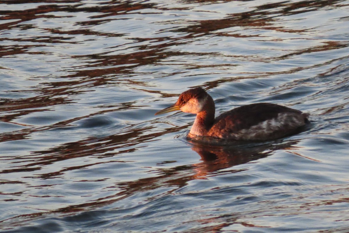 Red-necked Grebe - ML282815731