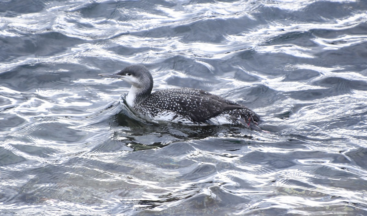 Red-throated Loon - ML282817111