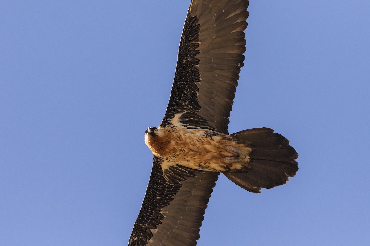 Bearded Vulture - ML282817381
