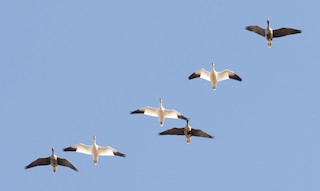 Greater White-fronted Goose, ML282824701
