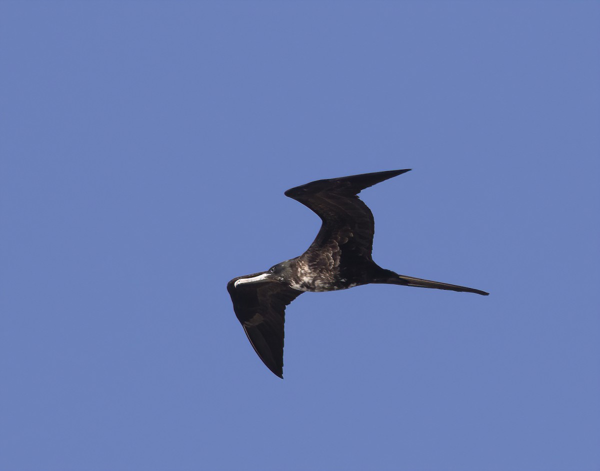 Magnificent Frigatebird - ML282825961