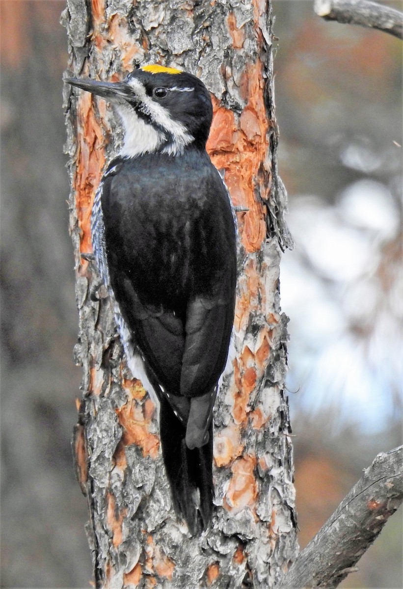 Black-backed Woodpecker - ML282826461