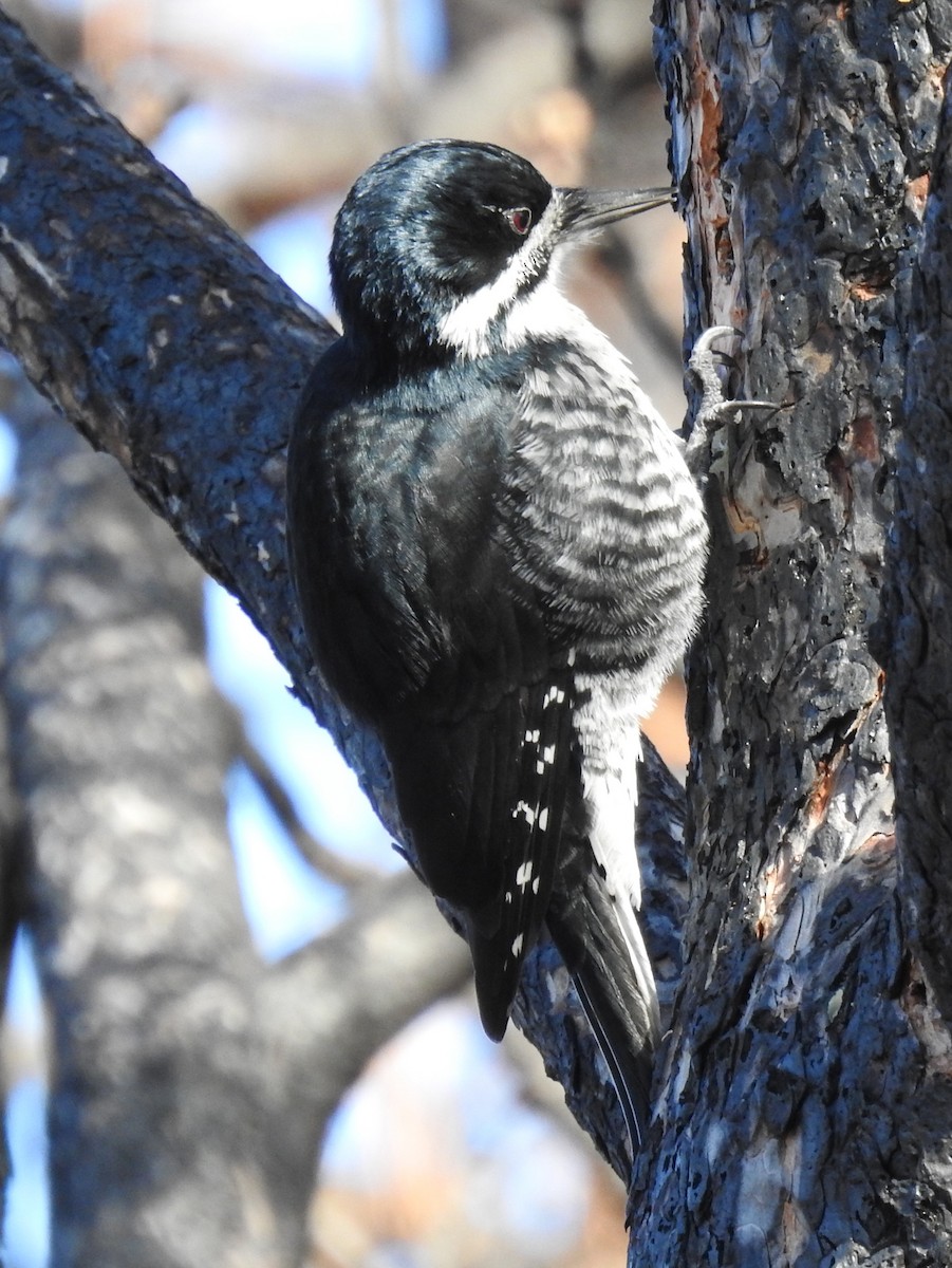 Black-backed Woodpecker - ML282826531
