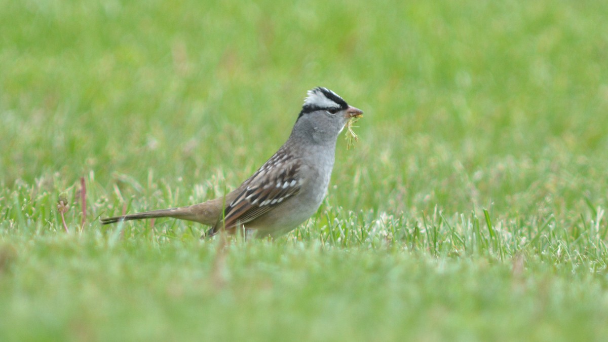 White-crowned Sparrow - Carl Winstead