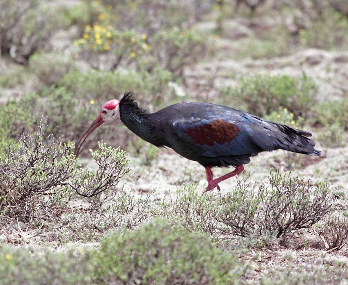 ibis jihoafrický - ML282827721