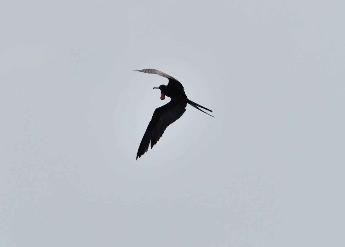 Magnificent Frigatebird - Michiel Oversteegen
