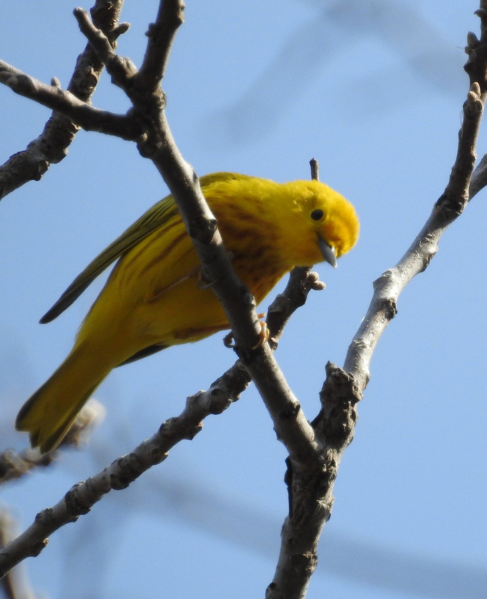 Yellow Warbler - Tom Miller Sr.