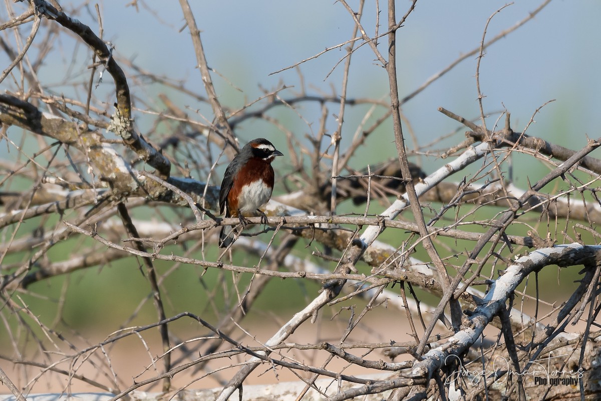 Black-and-chestnut Warbling Finch - ML282836531