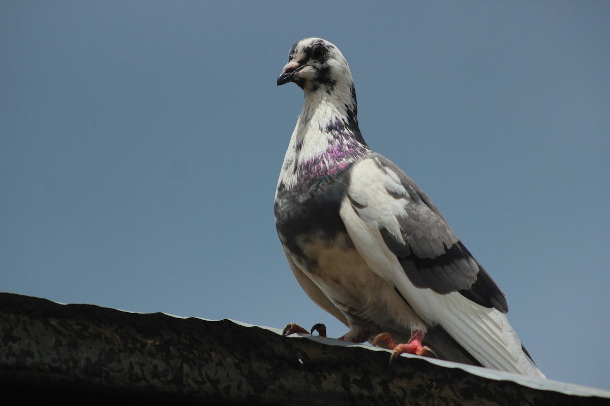 Rock Pigeon (Feral Pigeon) - ML282840751