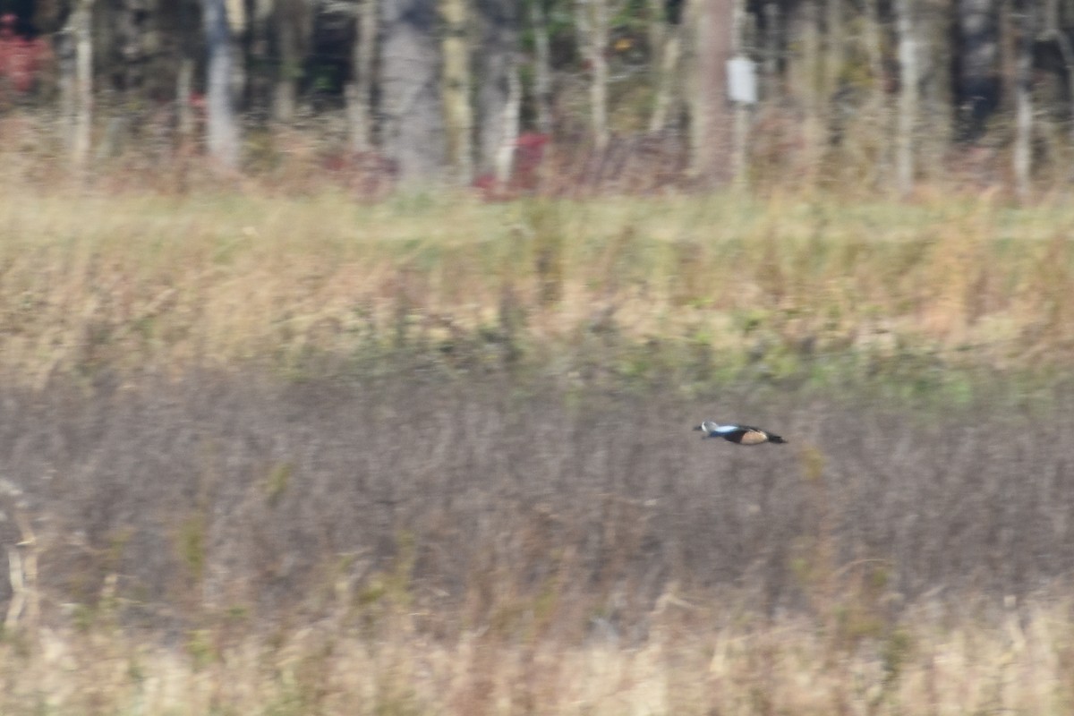 Blue-winged Teal - ML282841591