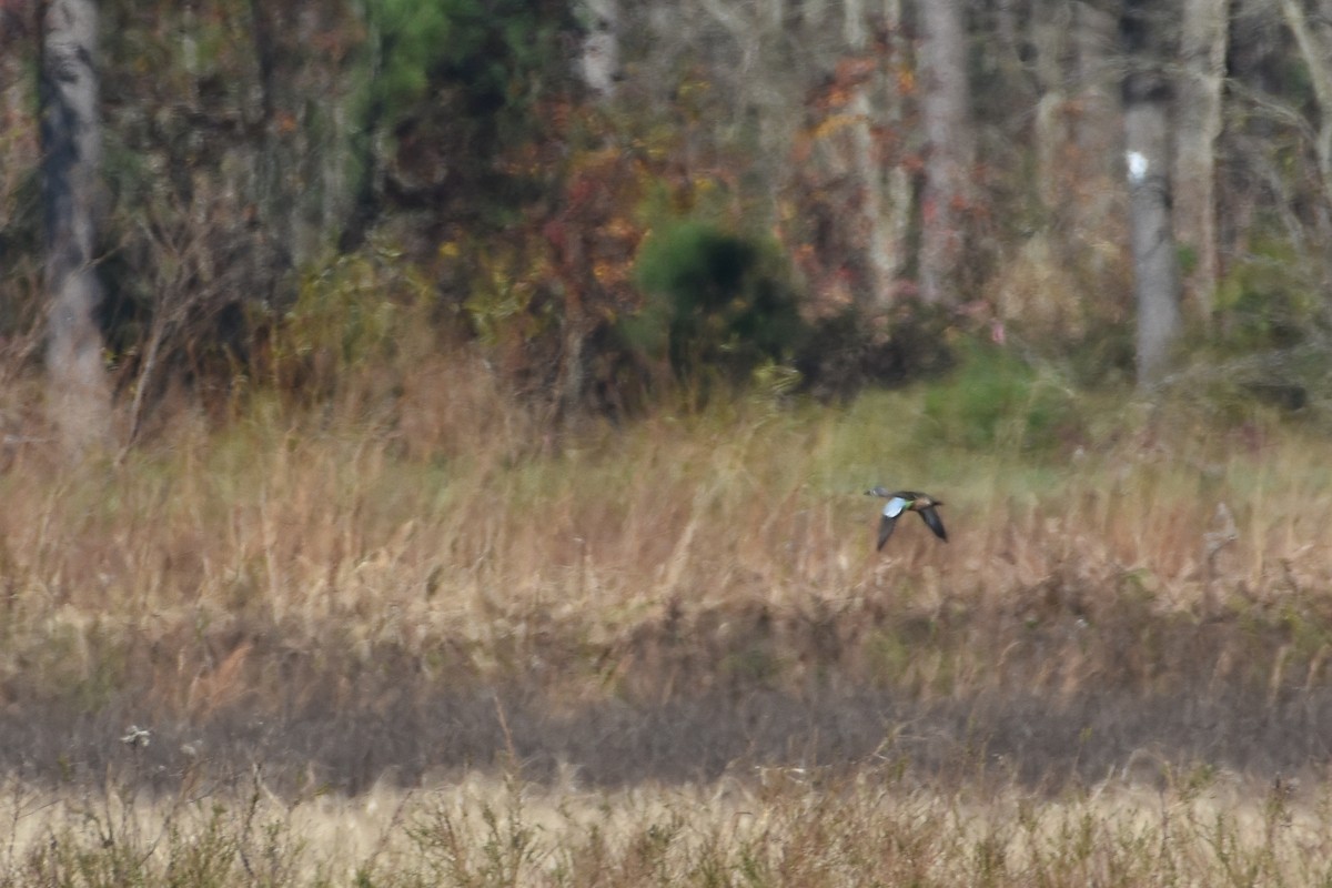 Blue-winged Teal - ML282841601