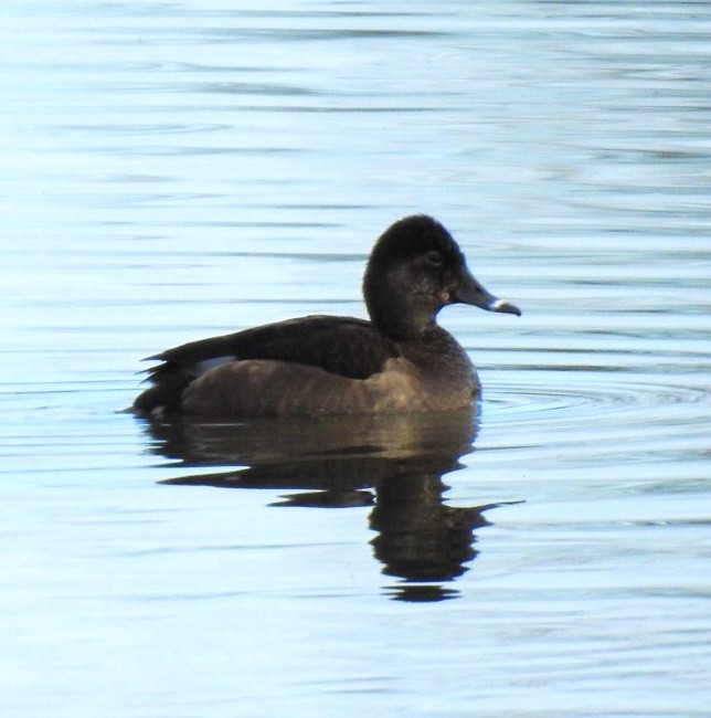Ring-necked Duck - ML282841821