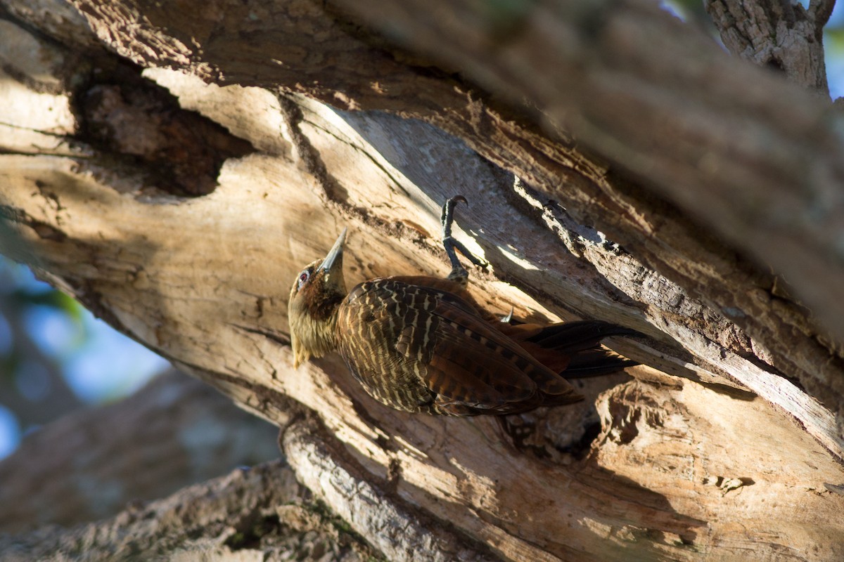 Pale-crested Woodpecker - ML282841871