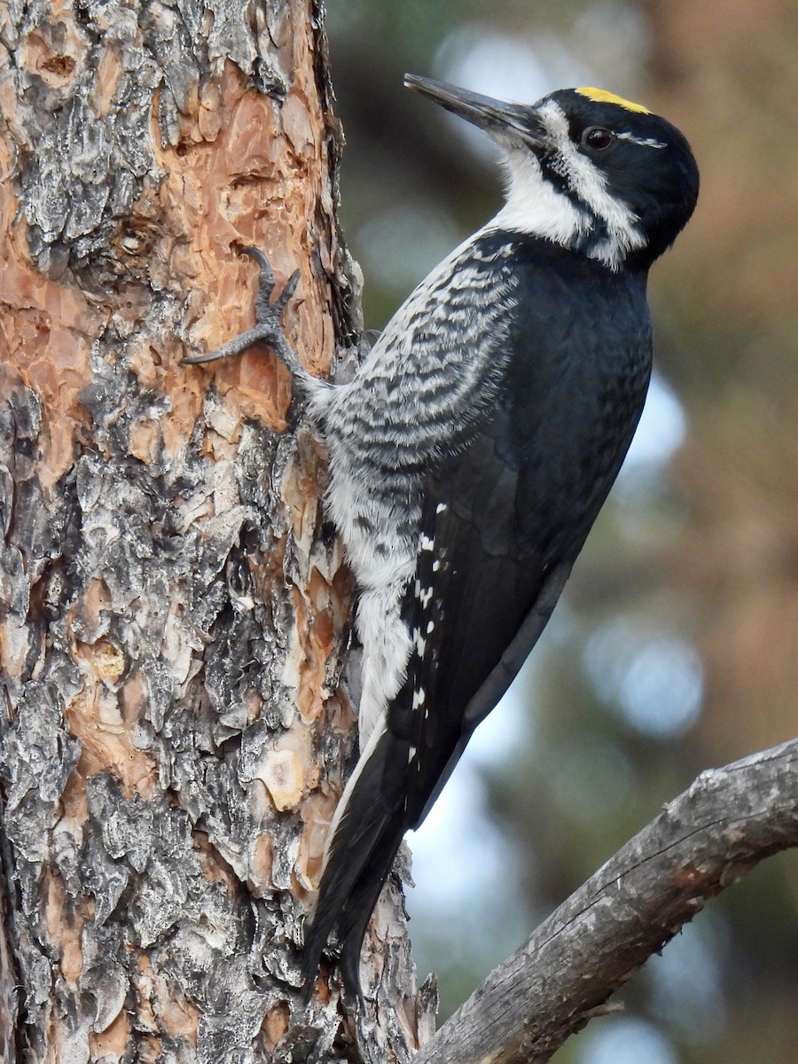 Black-backed Woodpecker - ML282844091