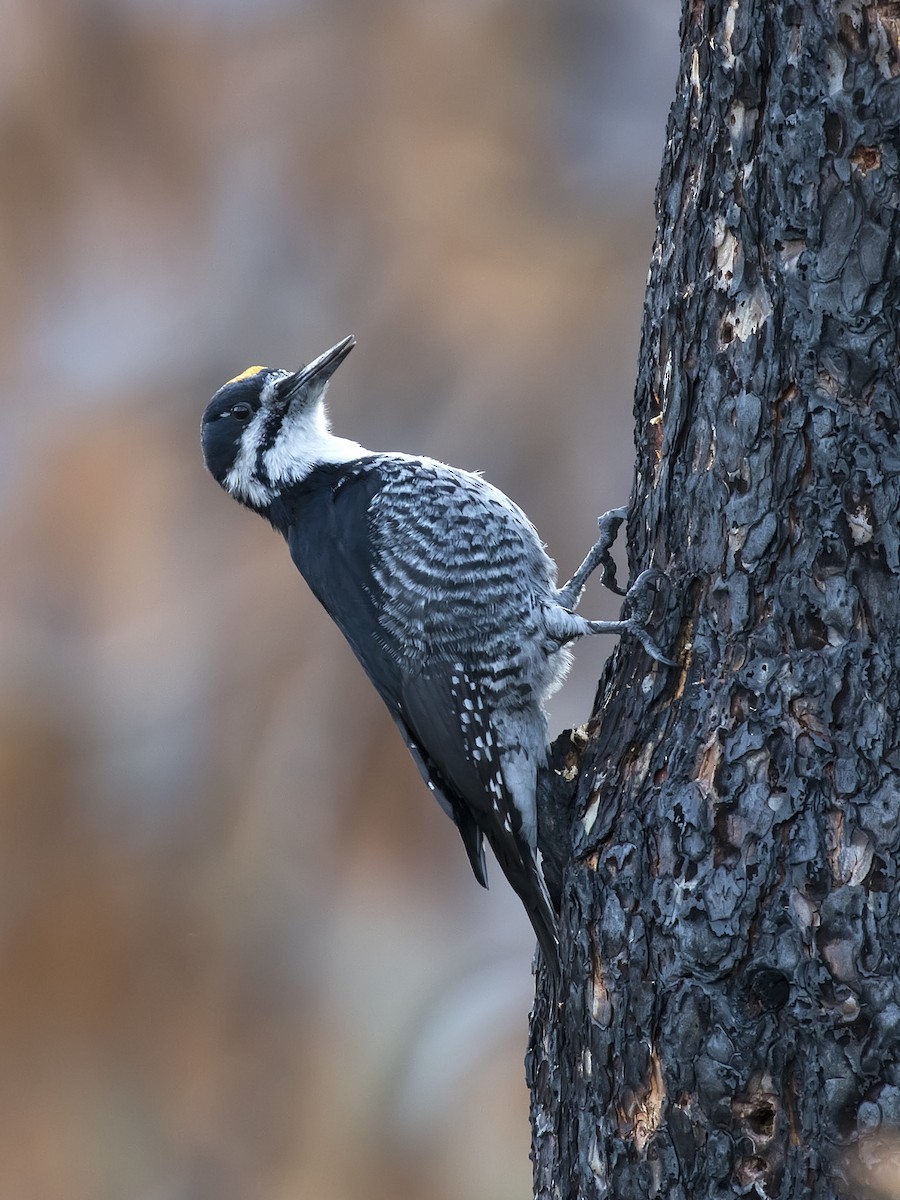 Black-backed Woodpecker - ML282844791
