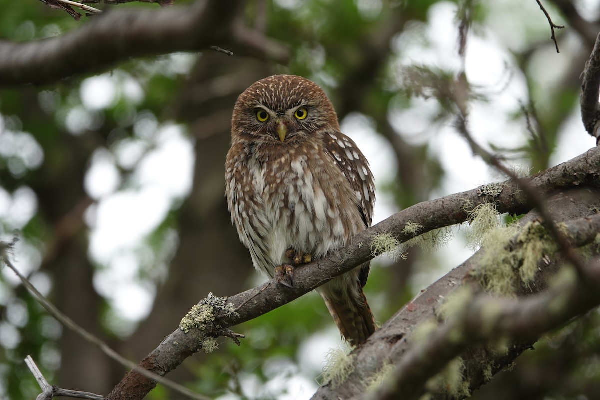 Austral Pygmy-Owl - ML282847921