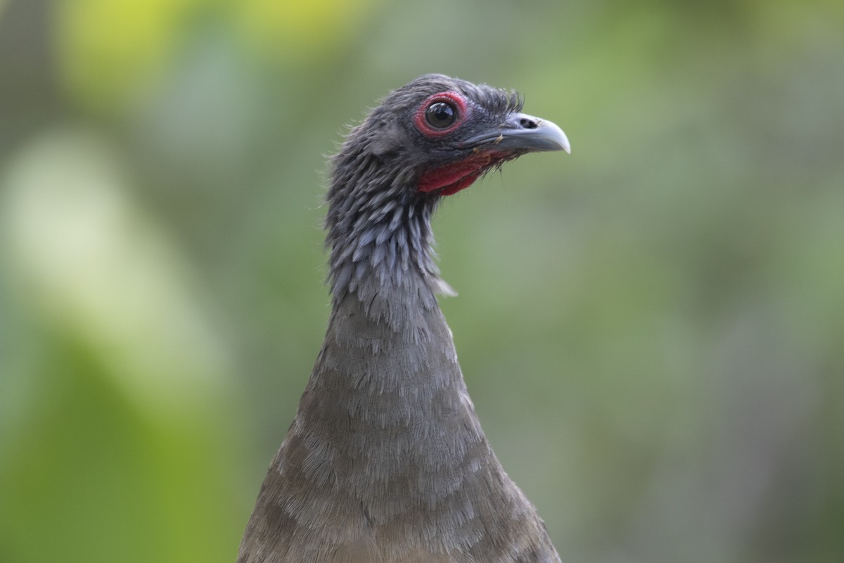 West Mexican Chachalaca - ML282849051
