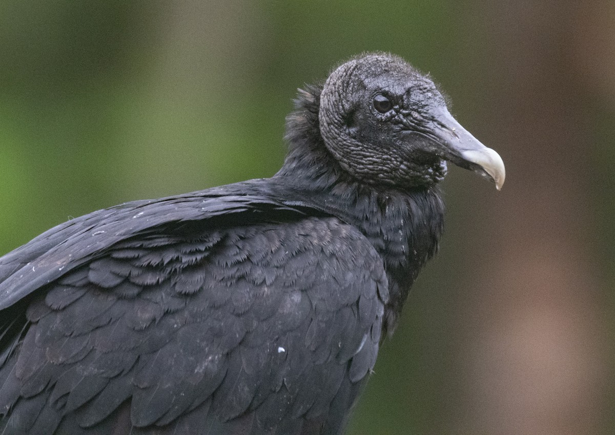 Black Vulture - ML282849411