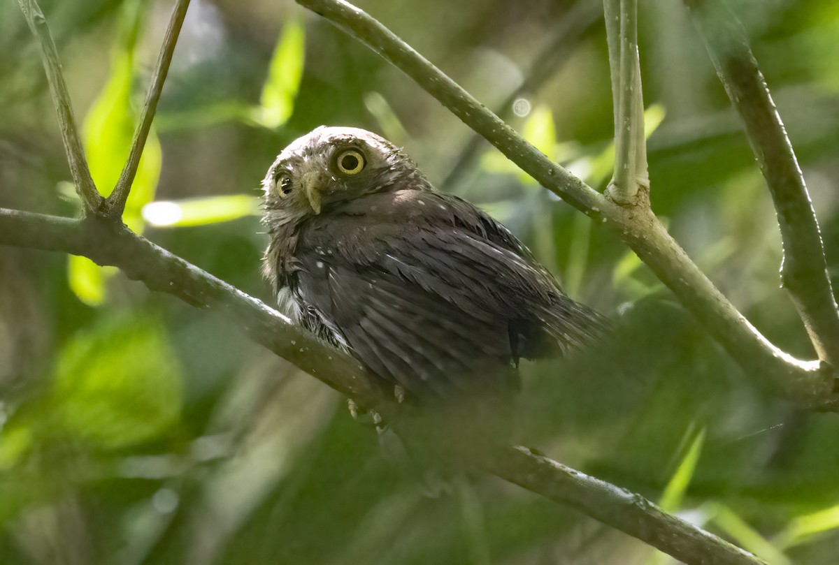 Colima Pygmy-Owl - ML282849501