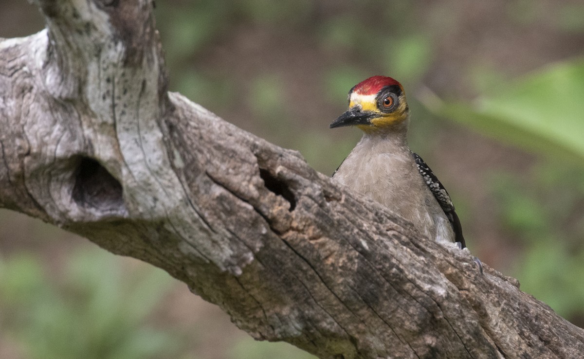 Golden-cheeked Woodpecker - Sergio Rivero Beneitez