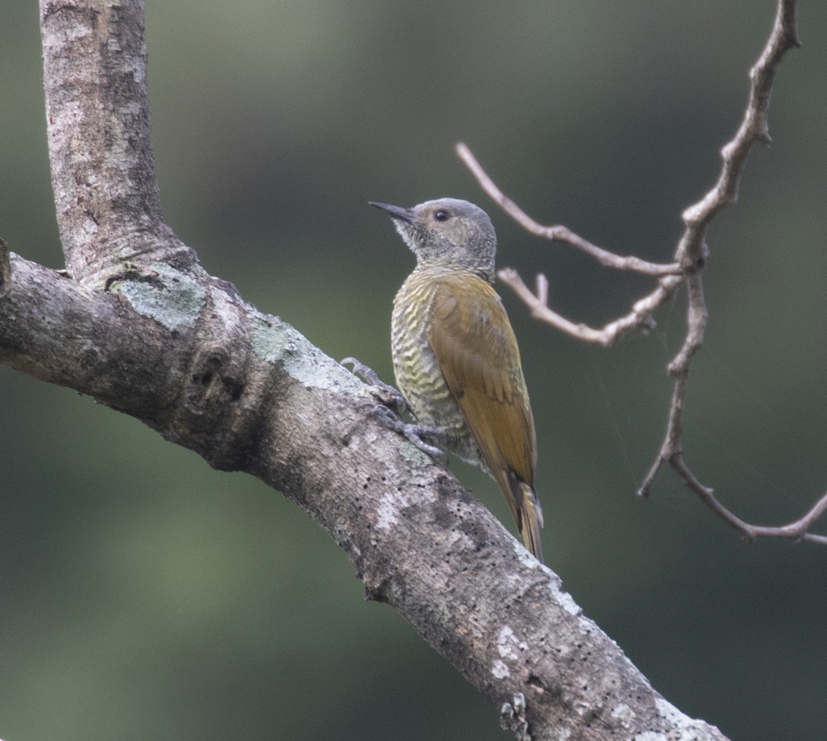 Gray-crowned Woodpecker - ML282849841