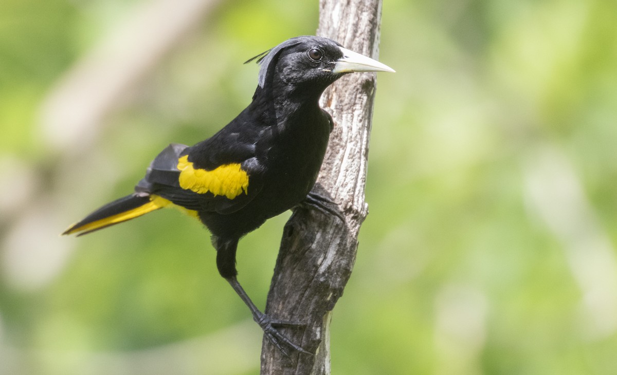 Yellow-winged Cacique - ML282850411