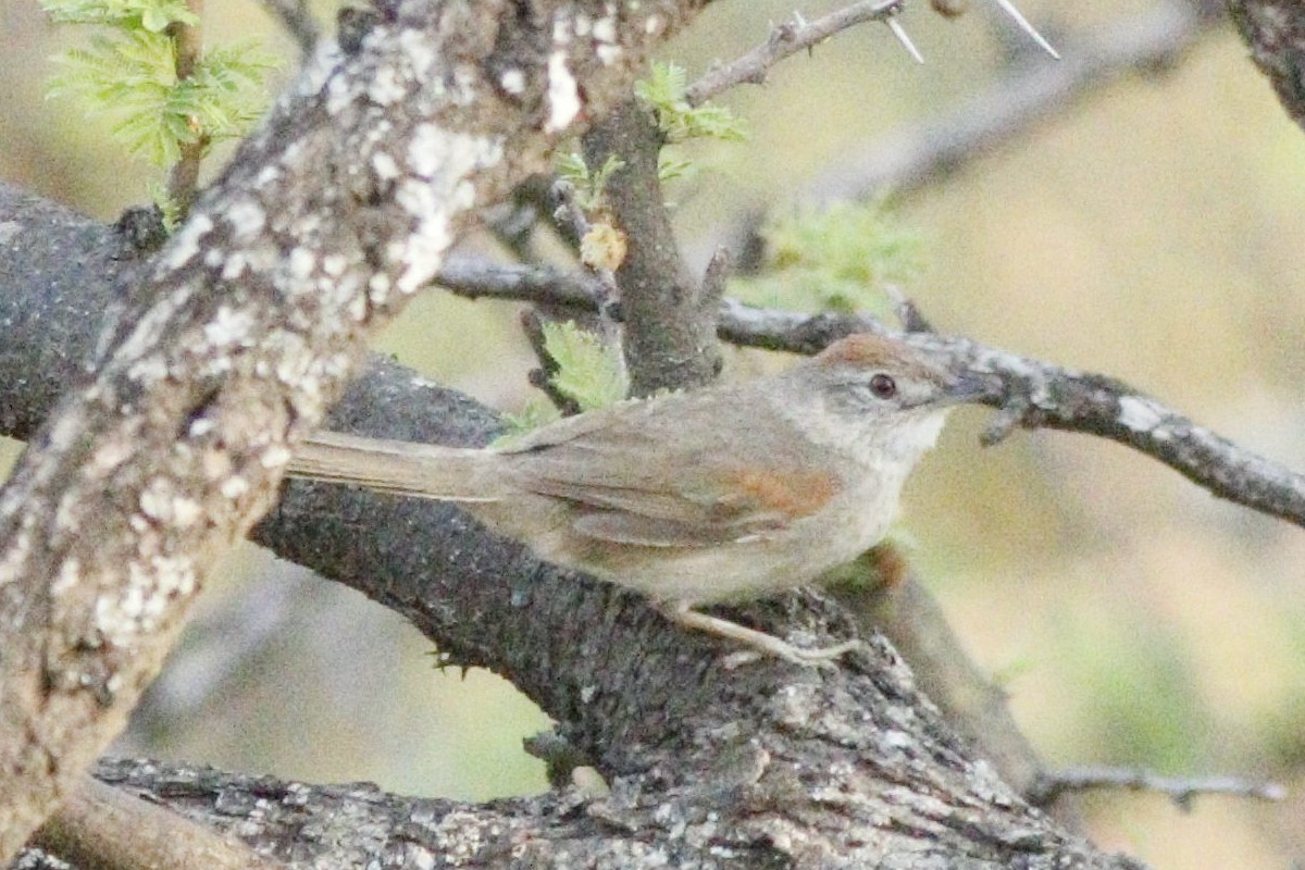 Pale-breasted Spinetail - ML282851031