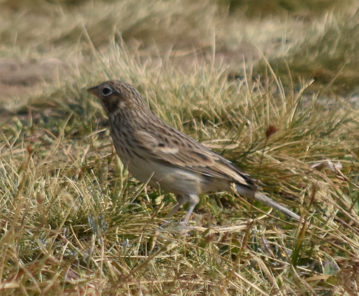 Vesper Sparrow - ML282854581