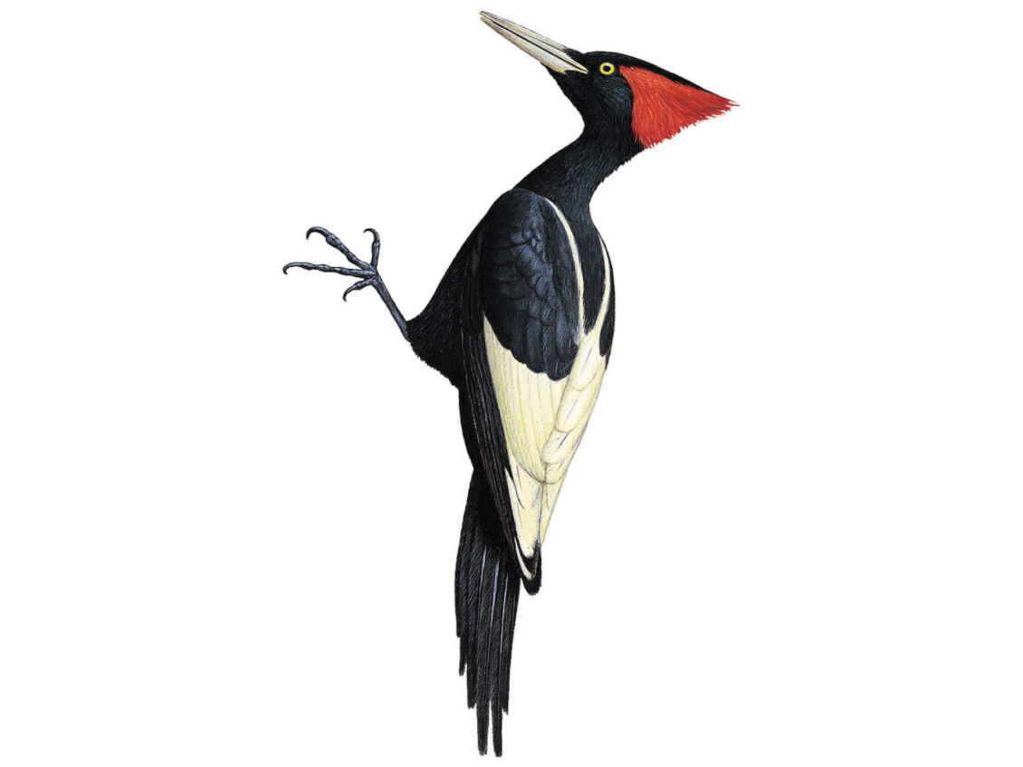 Imperial Woodpecker - Campephilus imperialis - Birds of the World