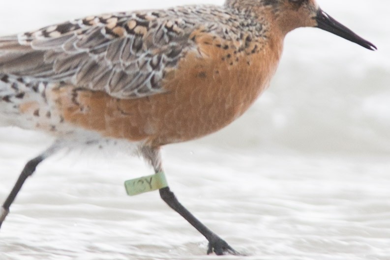 Red Knot - Tom Snow