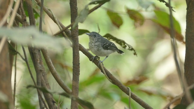 Band-tailed Antbird - ML282864581