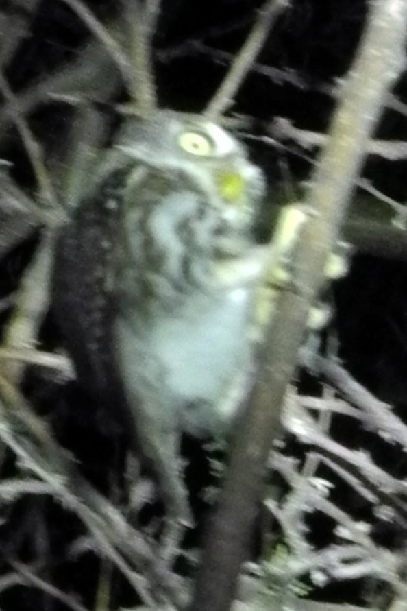 Pearl-spotted Owlet - ML282872451