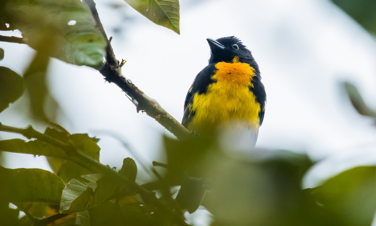 Black-and-gold Tanager - ML282876391