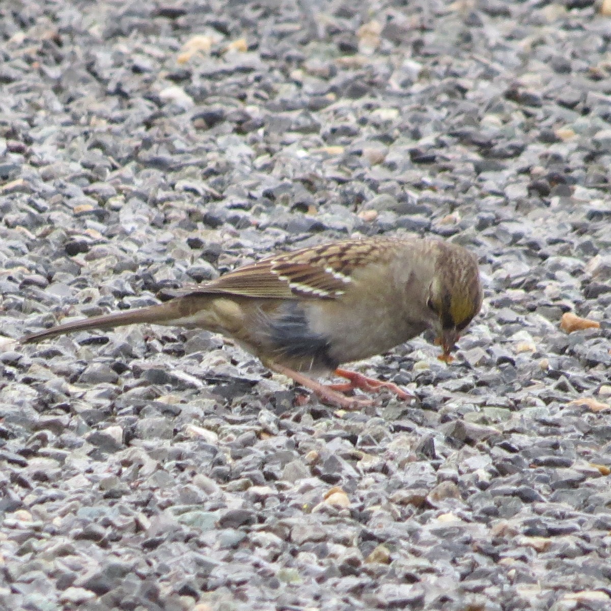 Golden-crowned Sparrow - ML282877491