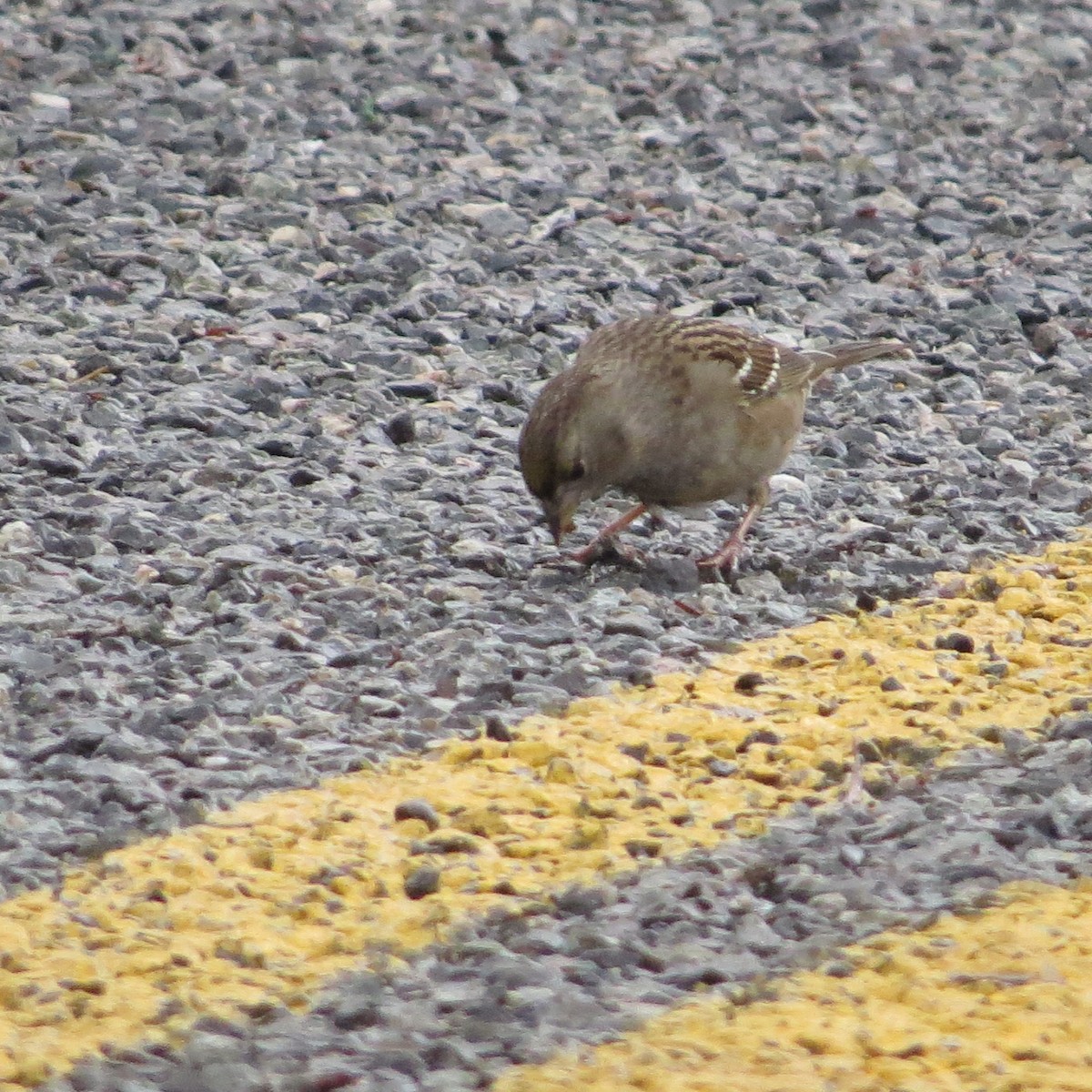 Golden-crowned Sparrow - ML282877531